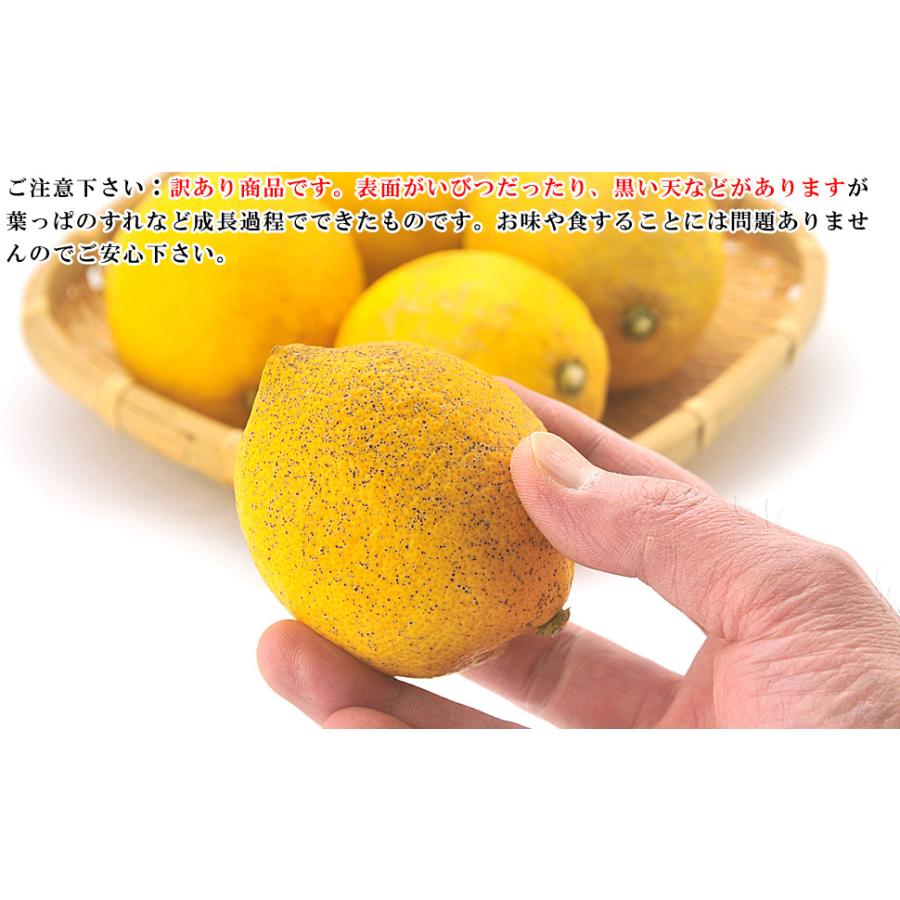 現金特価 国産 レモン 愛媛県産 減農薬栽培 果物 訳あり 2kg ほぼ無農薬のレモン サイズ未選別 防腐剤 防かび剤不使用 ノーワックス れもん 柑橘類 得トク2weeks Aynaelda Com