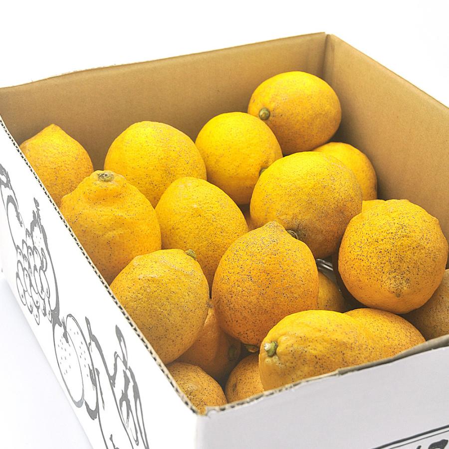 現金特価 国産 レモン 愛媛県産 減農薬栽培 果物 訳あり 2kg ほぼ無農薬のレモン サイズ未選別 防腐剤 防かび剤不使用 ノーワックス れもん 柑橘類 得トク2weeks Aynaelda Com