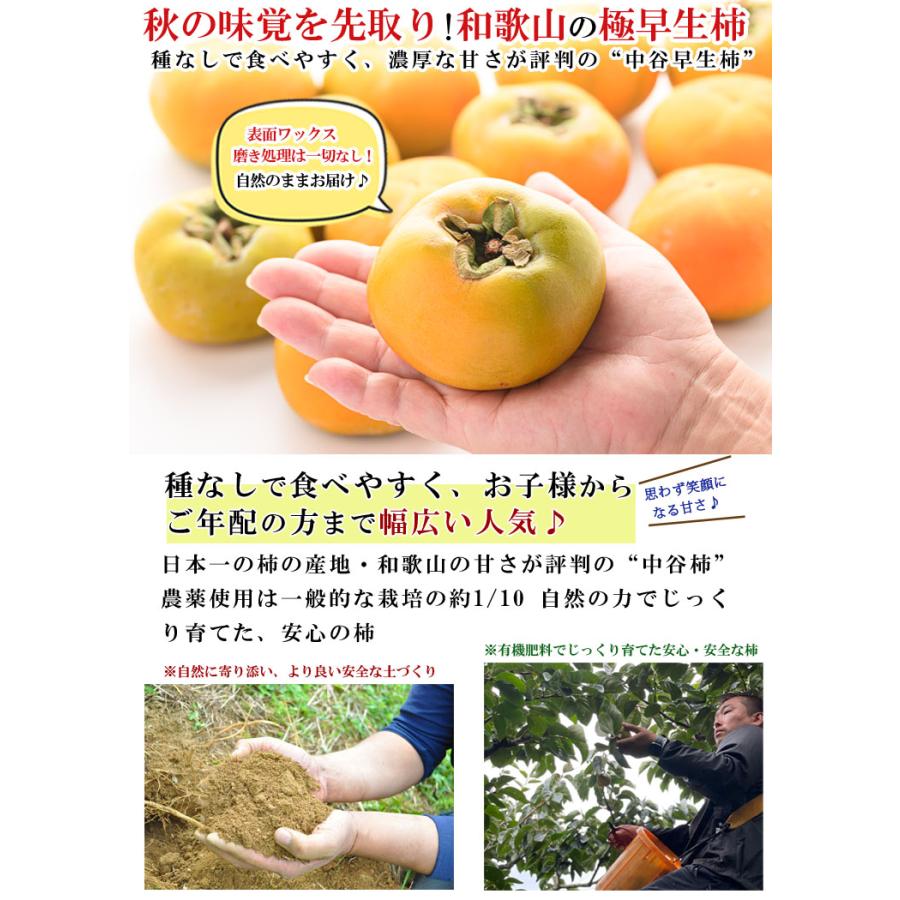 ゆてぃ様 和歌山産 たねなし柿 和歌山産 ”たねなし柿” 訳あり 約7.5kg 大きさおまかせ【予約 9