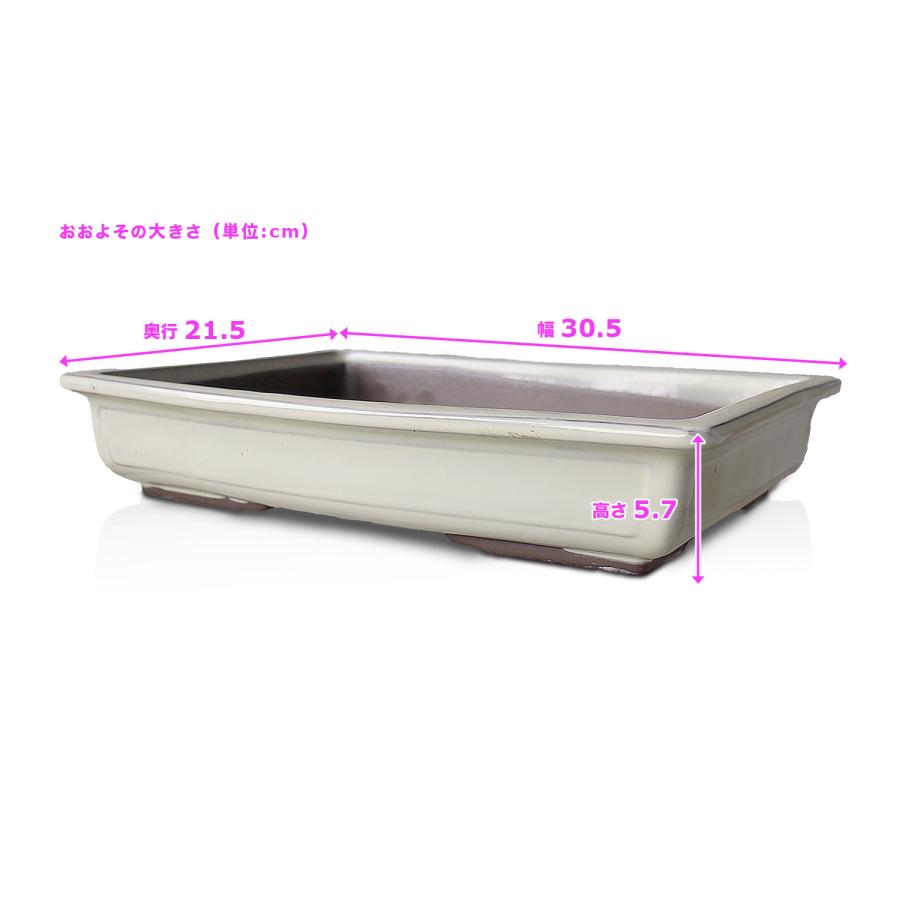 盆栽鉢 10号 長角マド入 白色 クリーム釉 瀬戸焼 陶器 四角 浅型