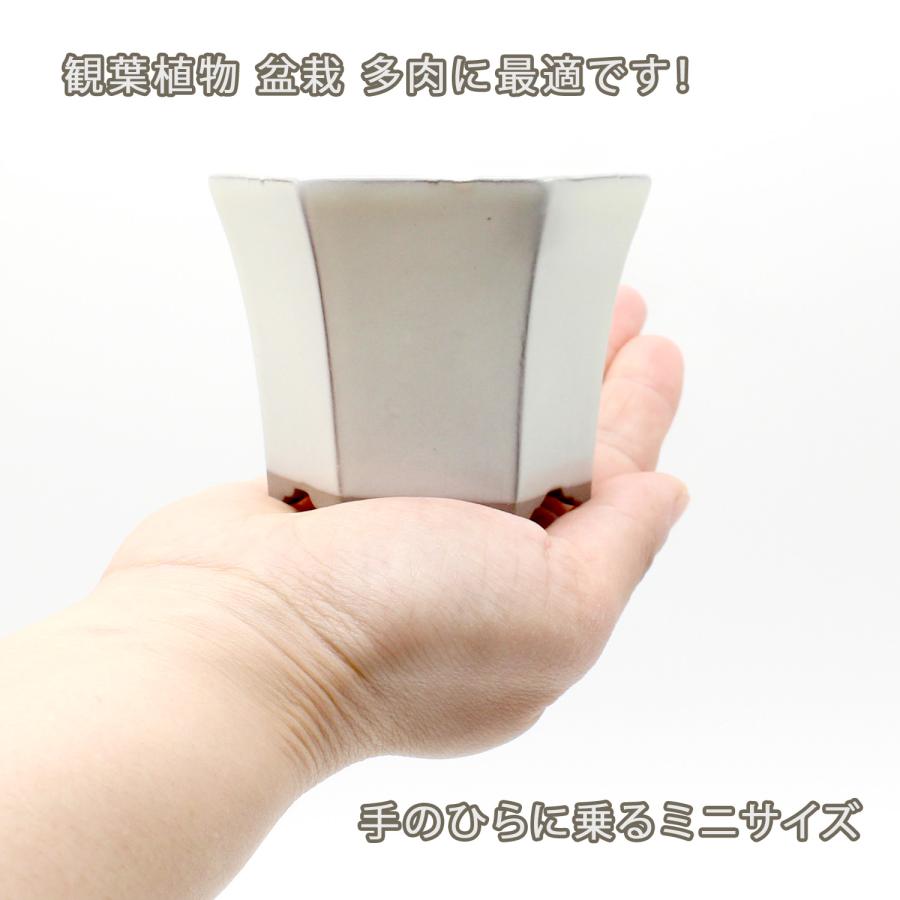 盆栽鉢 2号クラス ミニ 六角反鉢 懸崖 小鉢 瀬戸焼 2.5号 深型 陶器 約