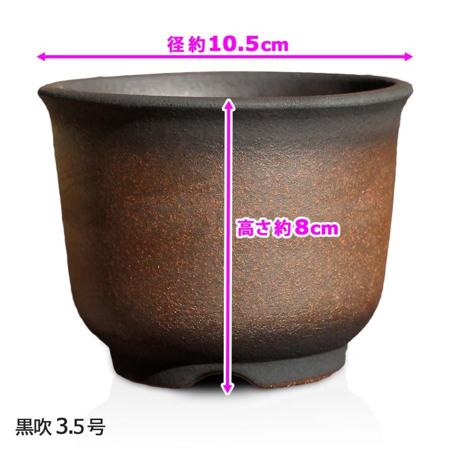 盆栽鉢 尻丸 3.5号 四日市萬古焼 金彩 黒 赤吹 黒吹 金吹 5色 丸 円形 陶器 小品 小さい ミニ アガベ 塊根 多肉 サボテン 観葉植物 約10.5センチ 植木鉢｜umekichi｜18