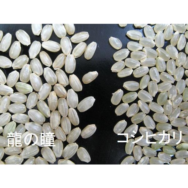 令和7年産 龍の瞳(いのちの壱) コシヒカリの1.5倍の大きさ「奇跡の米 