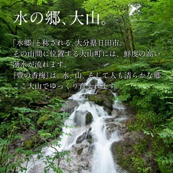 小梅干し 300g 豊の香梅 大分県大山町産 送料無料 |  | 05