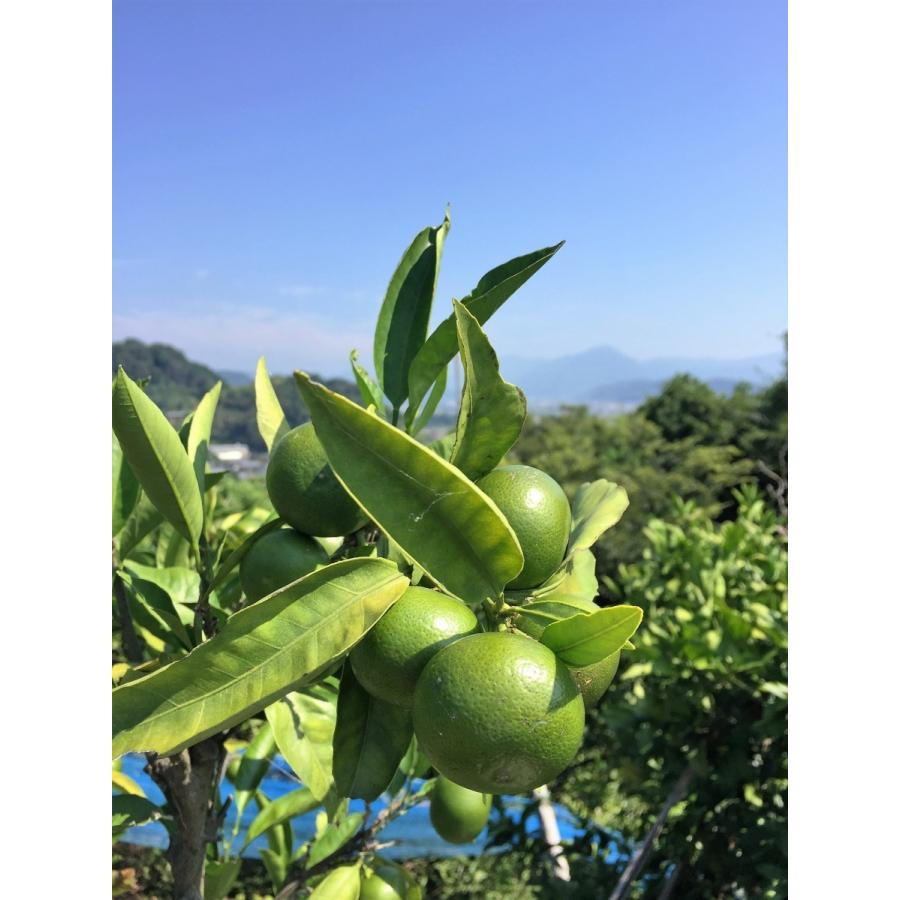 すっぱみかん 3袋 静岡おでん 1袋 詰め合わせセット 贈り物 ギフト お歳暮 プレゼント お返し 食品 食べ物 惣菜 ギフトセット 静岡 名物｜umibose｜05