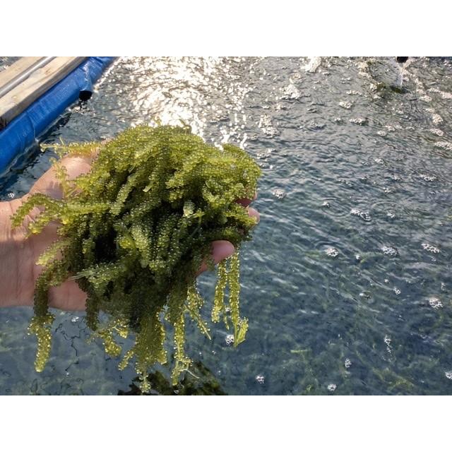 生!海ぶどう500g(A級品) タレ付き☆生産者が送る“鮮度抜群”海ぶどう!|umibudoyasan|04