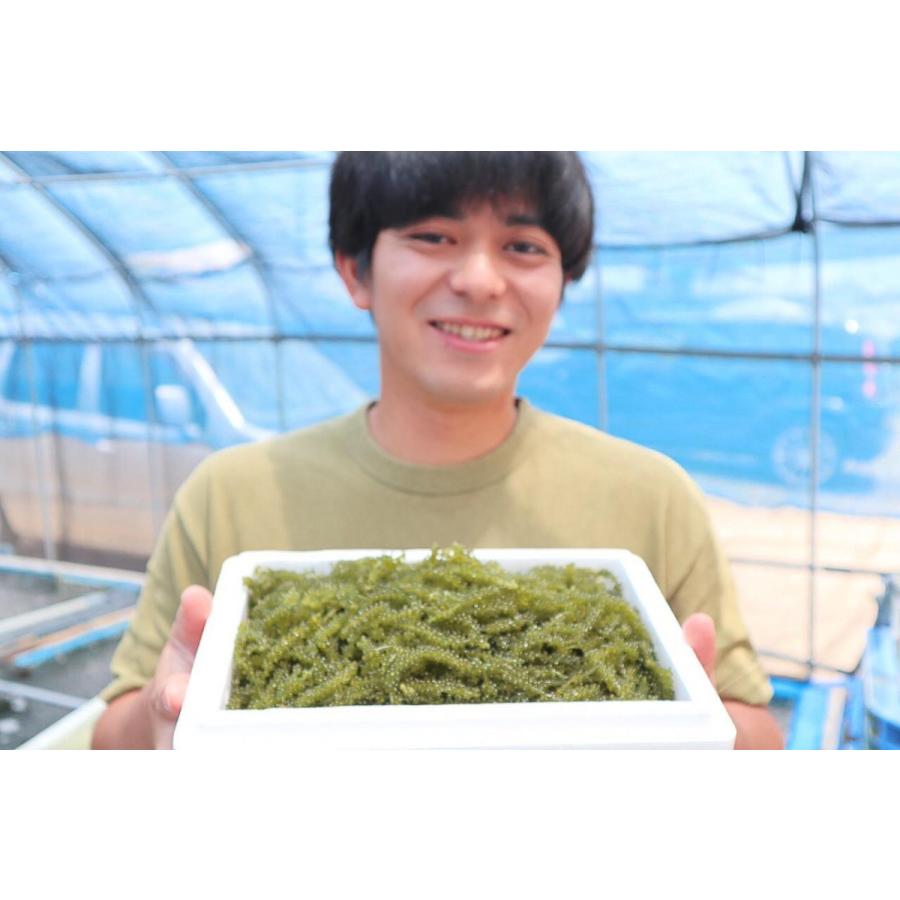 生！海ぶどう500g (茎付き)タレ付き☆生産者が送る“鮮度抜群”海ぶどう！｜umibudoyasan｜02