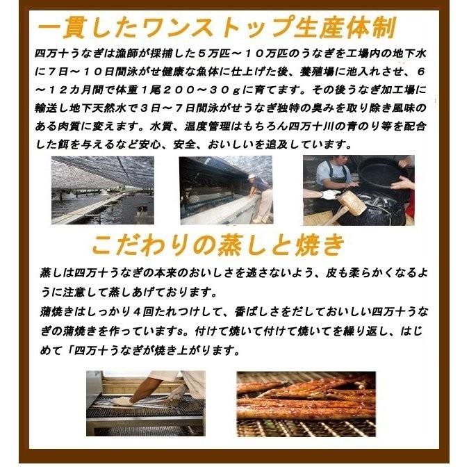 ご当地お取り寄せグルメ お集まり かば焼き スタミナ 鰻 高知県 四万十川 国産 300ｇ超え ジャンボ 四万十うなぎ2尾 ご自宅用 送料無料 |  | 07
