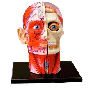 人体解剖模型　頭部断面解剖モデル Head｜uminekoya