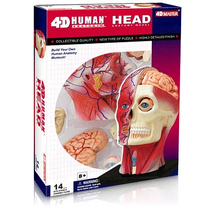 人体解剖模型　頭部断面解剖モデル Head｜uminekoya｜03