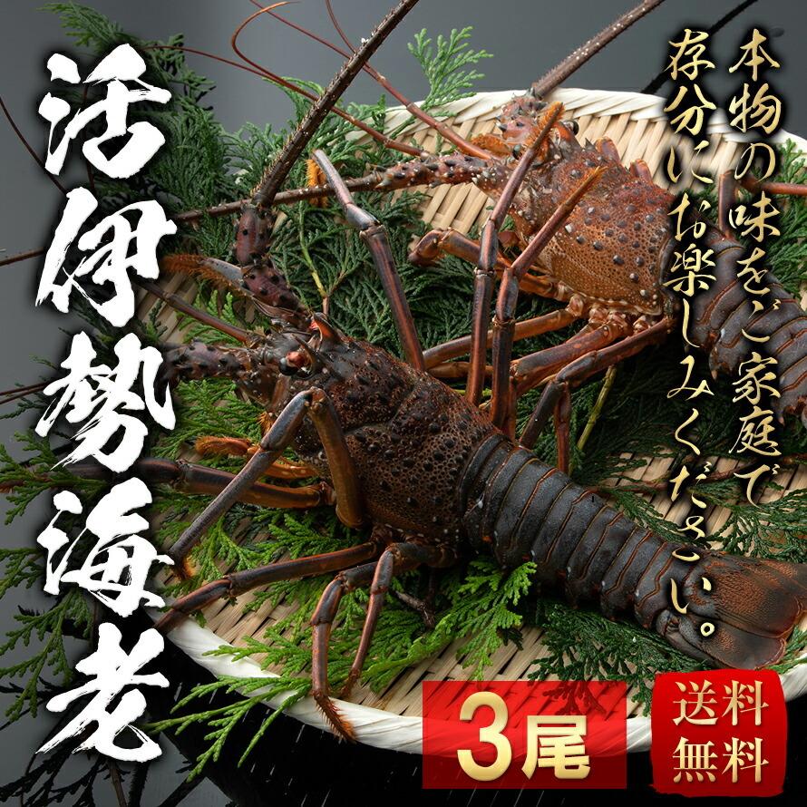 トップ 生きたまま 活伊勢海老 3尾セット 1尾 230 270g お取り寄せ グルメ 刺身 送料無料 常温発送午前中の受け取り限定 沖縄離島注文不可 Cisama Sc Gov Br