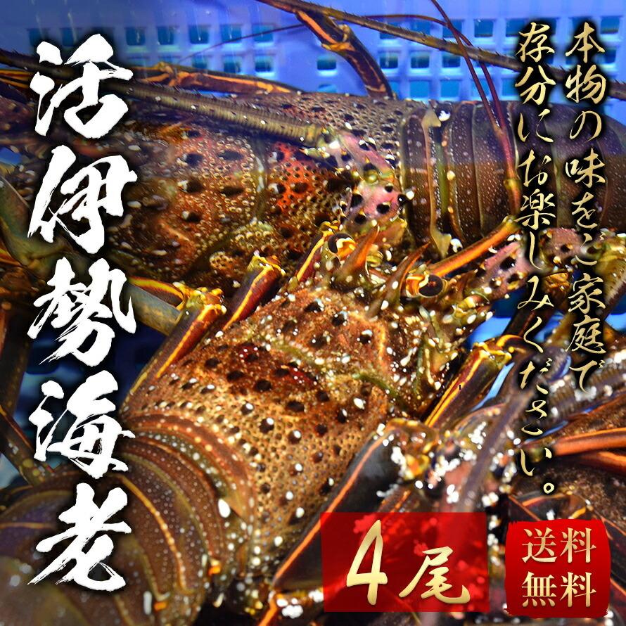 生きたまま 活伊勢海老 4尾セット 1尾 230 270g お取り寄せ グルメ 刺身 送料無料 常温発送午前中の受け取り限定 沖縄離島注文不可 ギフト お歳暮 Ise Ebi04 うなぎドットコム 通販 Yahoo ショッピング
