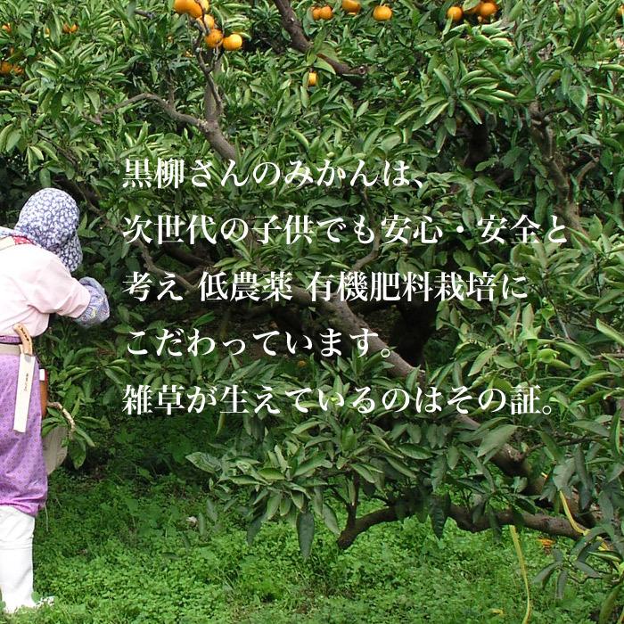 三ケ日みかん 早生 ５キロ 黒柳さんちの低農薬 有機肥料栽培 静岡三ヶ日みかん 送料無料 数量限定 Mik W30 うなぎ浜名湖山吹 通販 Yahoo ショッピング