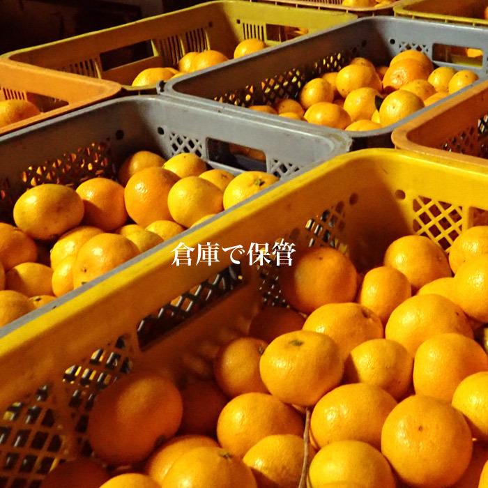 三ケ日みかん 早生 5キロ 黒柳さんちの低農薬 有機肥料栽培 静岡三ヶ日みかん 送料無料 数量限定 11/22出荷スタート