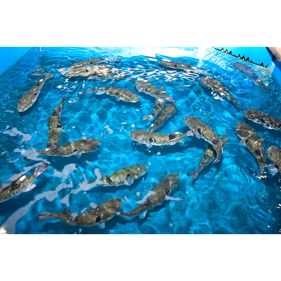 【選とらふぐ刺身＆鍋 お得セット4人前】 ☆ レビュー投稿で河豚ヒレ￥600相当プレゼント中!!　ふぐ　鍋　ひれ酒　 プレゼント　お歳暮　お中元　お取り寄せ　 |  | 13
