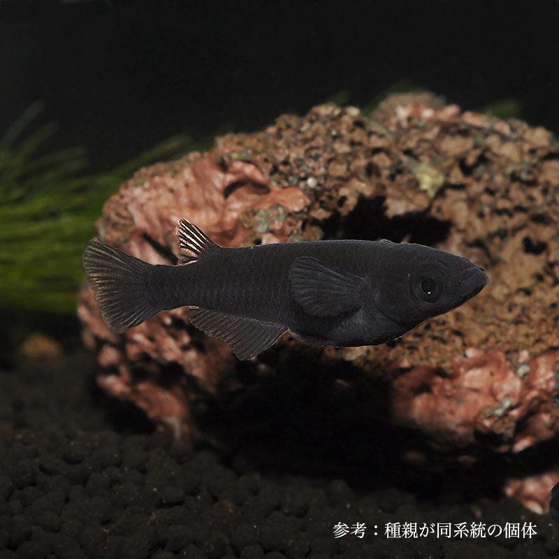 激安特価 メダカ オロチ 1ペア Aynaelda Com