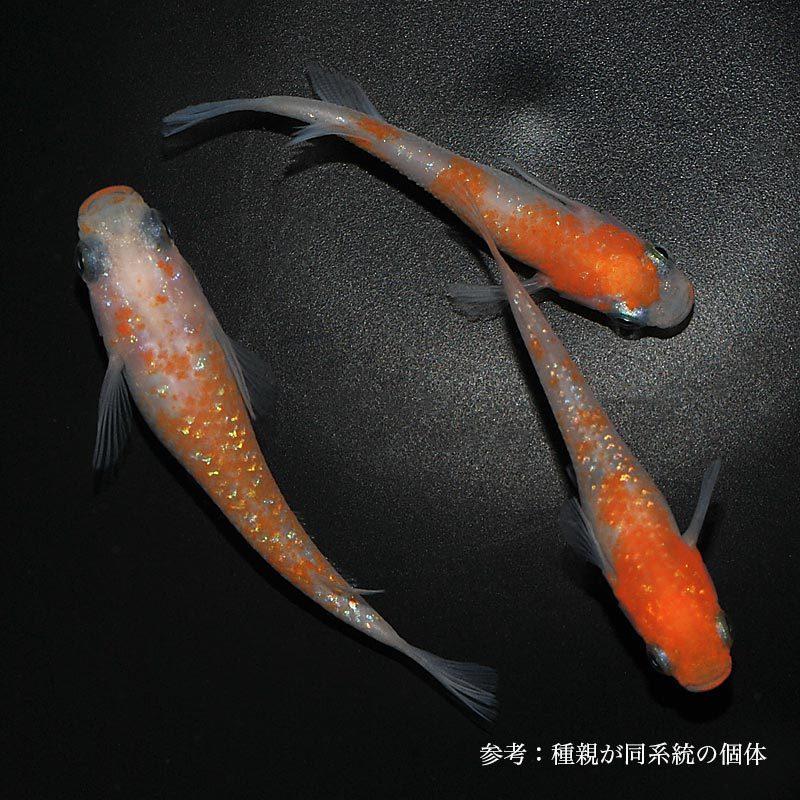 メダカ　めだか　紅白ラメ　その1 メダカ「紅白ラメAクラス」1ペア : めだか屋 うなとろふぁ～む - 通販