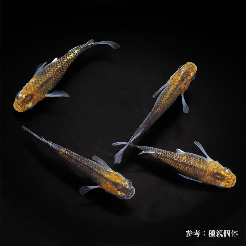 メダカ 黄色みゆき 1ペア Md011 めだか屋 うなとろふぁ む 通販 Yahoo ショッピング