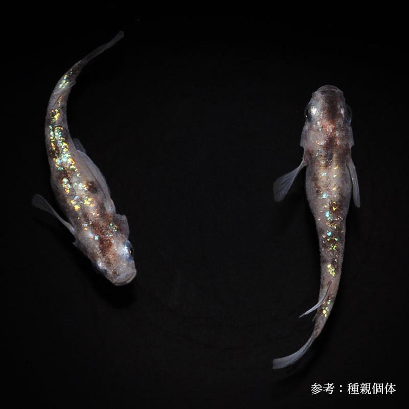 メダカ「白写りラメ」1ペア : めだか屋 うなとろふぁ～む - 通販 