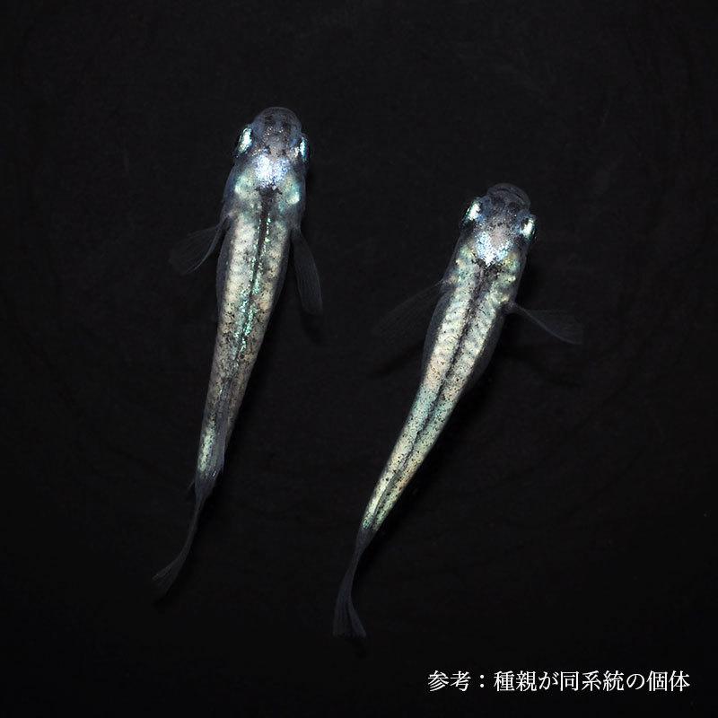 メダカ 巫 かんなぎ 1ペア Md043 めだか屋 うなとろふぁ む 通販 Yahoo ショッピング
