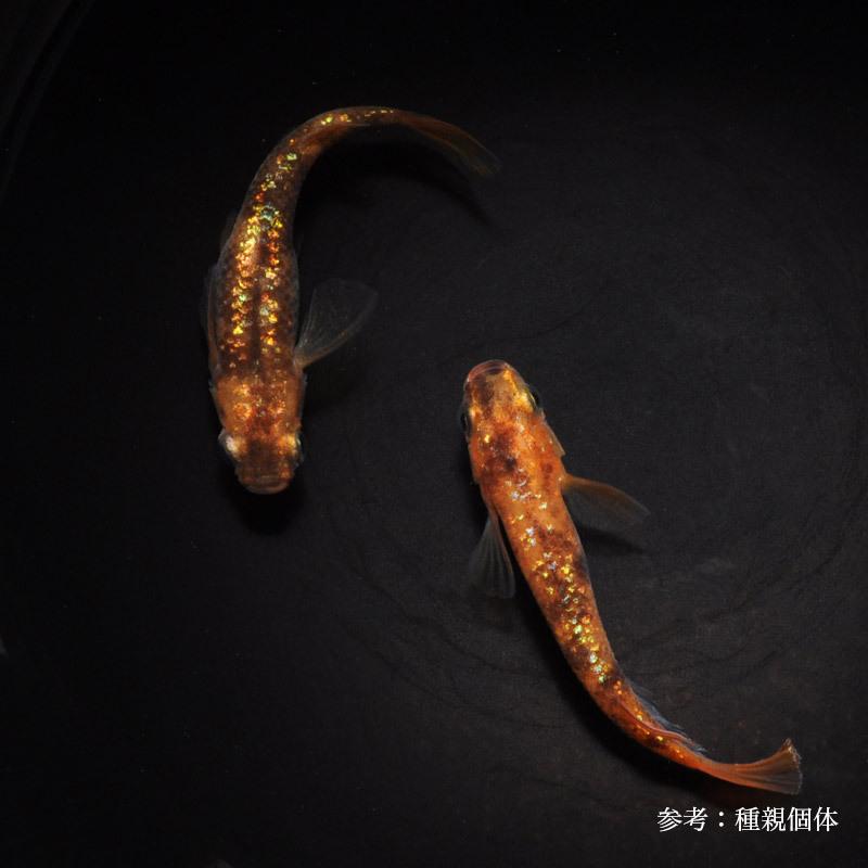 メダカ「緋写りラメ」1ペア : めだか屋 うなとろふぁ～む - 通販