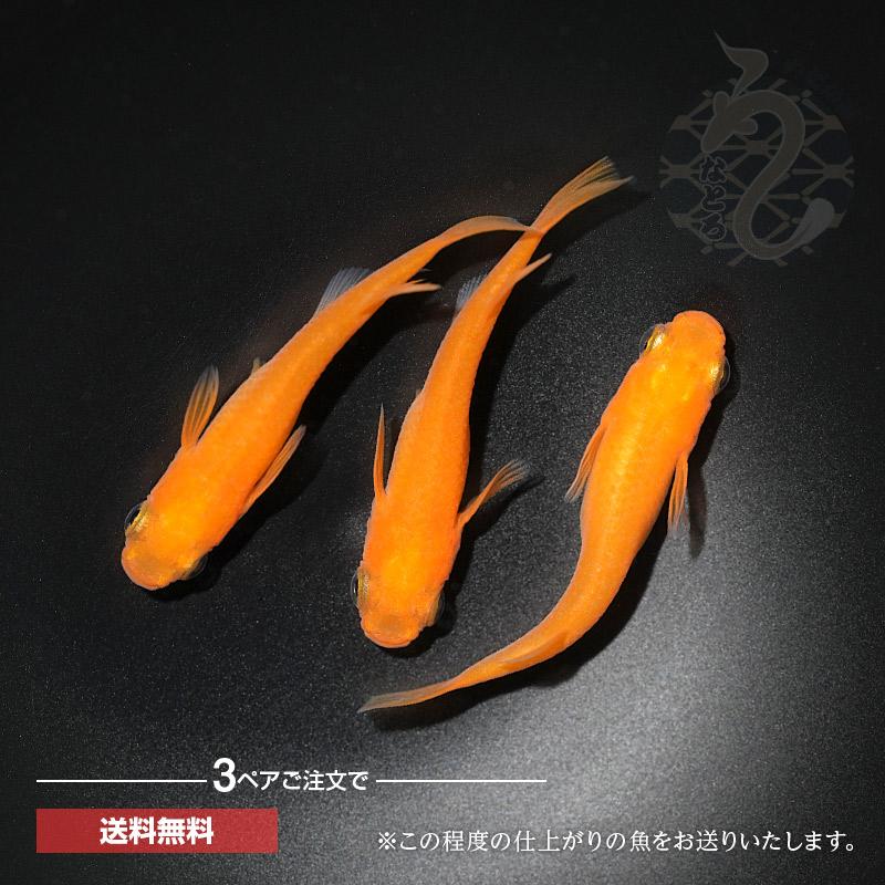 天優メダカ】 赫灼1ペア 上物 【公式通販】