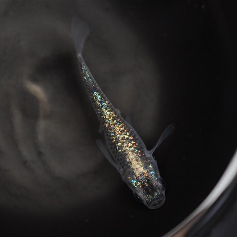 うなとろふぁ む めだか屋 Md053 めだか屋 観賞魚生体 メダカ メダカ 黒ラメみゆき体外光 1ペア