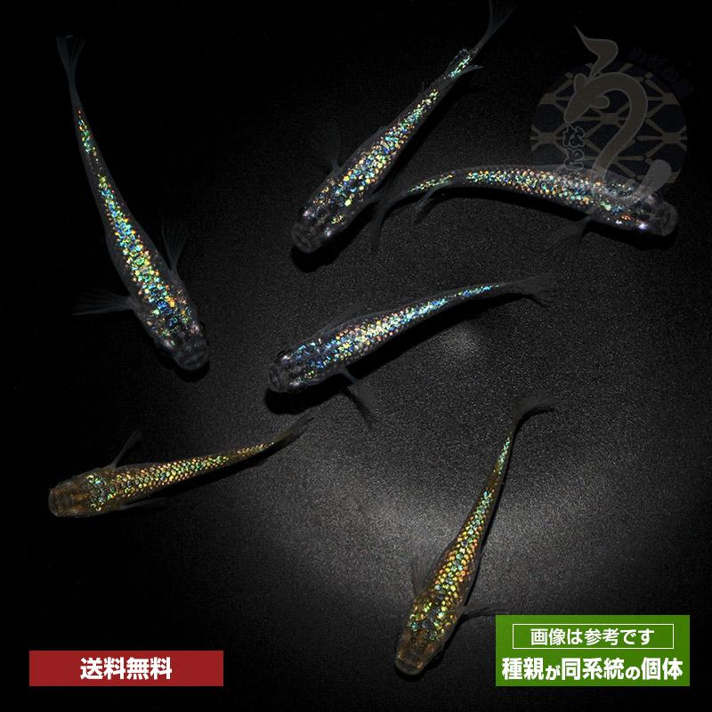 メダカ ベビーピンク 1ペア Md055 めだか屋 うなとろふぁ む 通販 Yahoo ショッピング