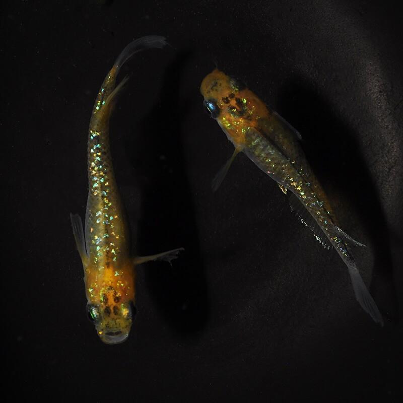 メダカ 黄色ラメみゆき 1ペア Md062 めだか屋 うなとろふぁ む 通販 Yahoo ショッピング