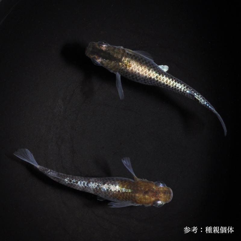 メダカ Sみゆきリアルロングフィン ヘテロペアー