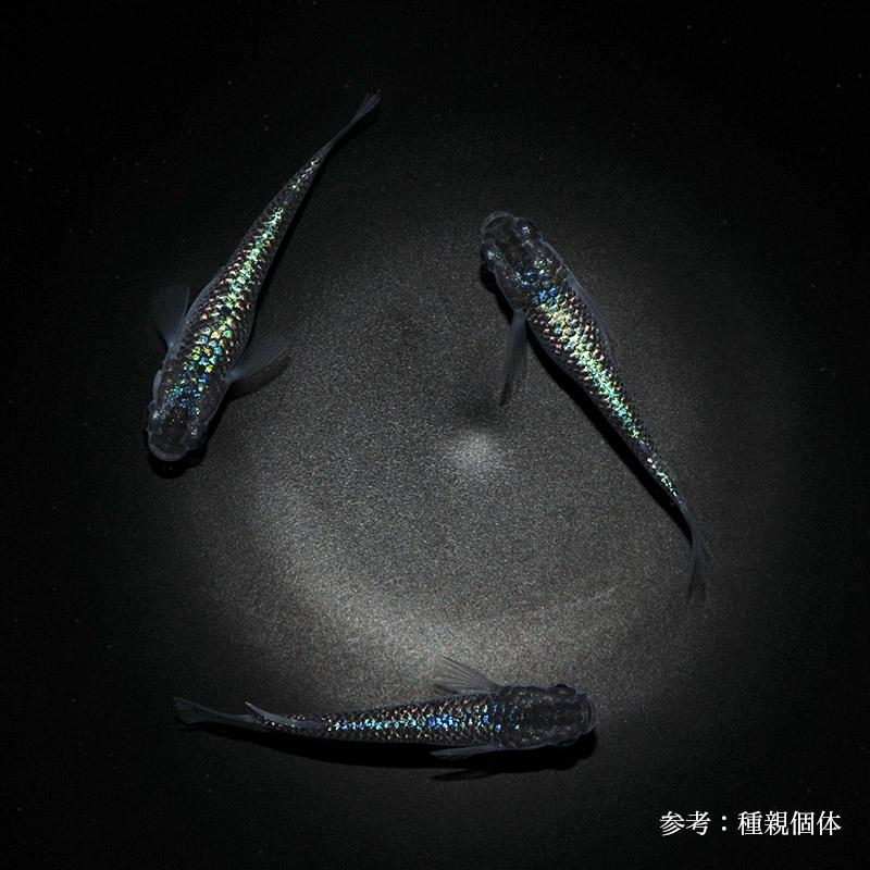 ばぁうくん メタカ31個 2025年最新】ばぁうの人気アイテム - メルカリ