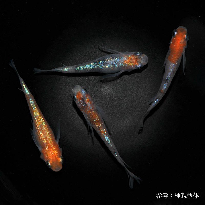 メダカ「三色ラメ松井ヒレ長Aクラス」1ペア : めだか屋 うなとろふぁ