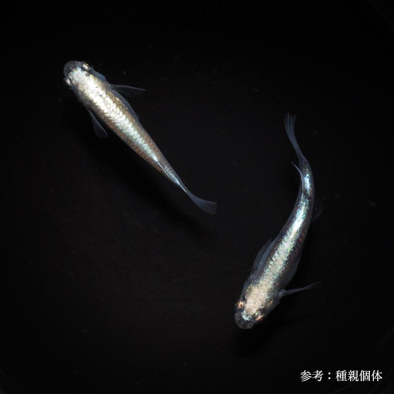 メダカ「巫（かんなぎ）体外光」1ペア : めだか屋 うなとろふぁ～む