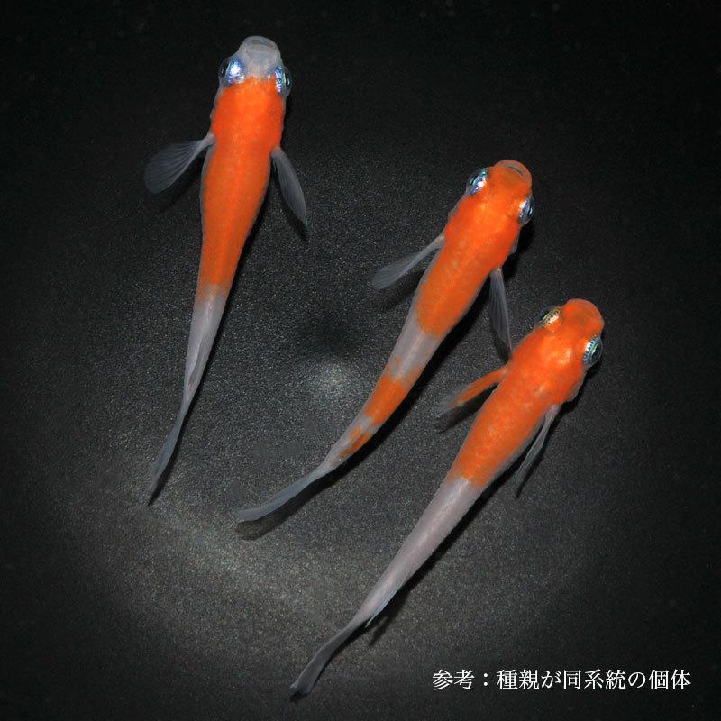 メダカ（頂上紅白白鎧系統）1ペア＋1匹 メダカ「雲州紅白」1ペア : めだか屋 うなとろふぁ～む - 通販 - Yahoo