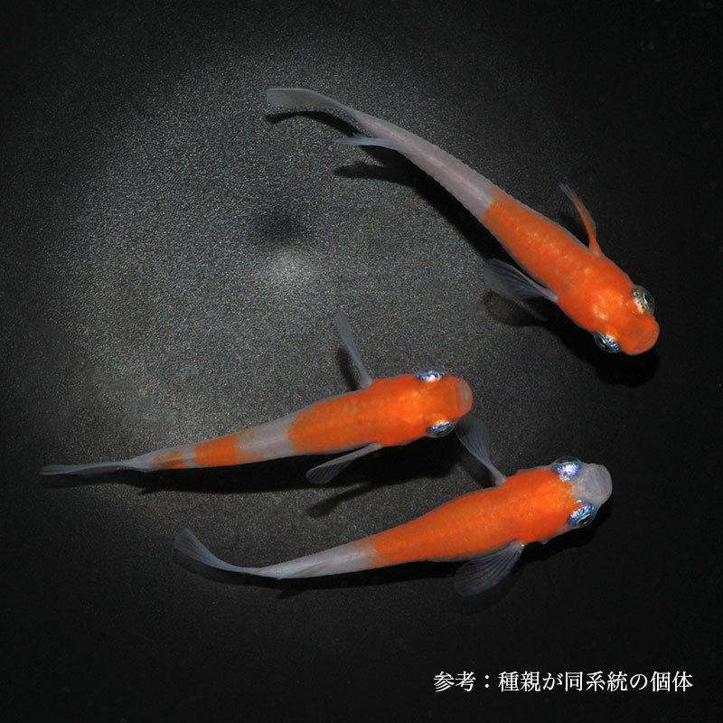 メダカ 雲州紅白 1ペア Md095 めだか屋 うなとろふぁ む 通販 Yahoo ショッピング