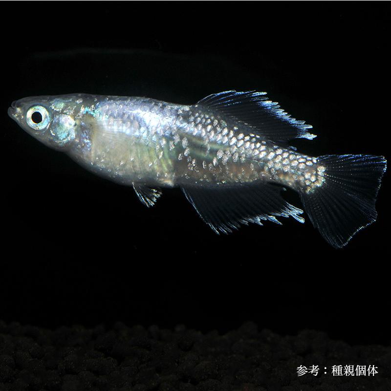 21人気特価 ヒカリ体型 ヒレ長 めだか 生体 ペア販売 メダカ タルミロングフィン ヒカリ体型 1ペア 観賞魚生体