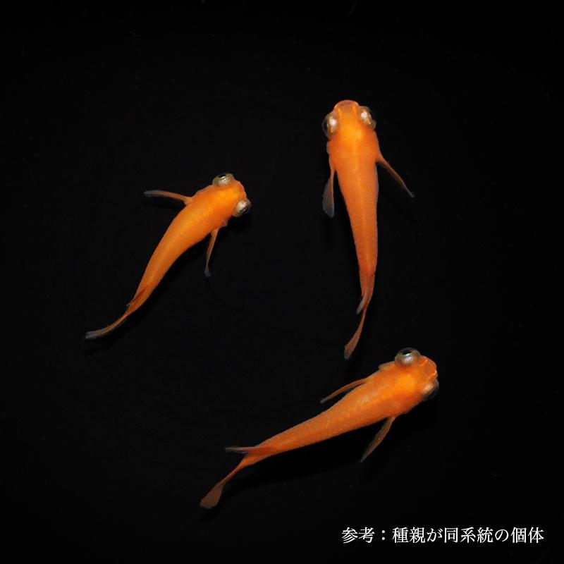 ハイクオリティ オロチ おろち 指宿 いぶすき メダカ ペア 生体 販売 Shipsctc Org