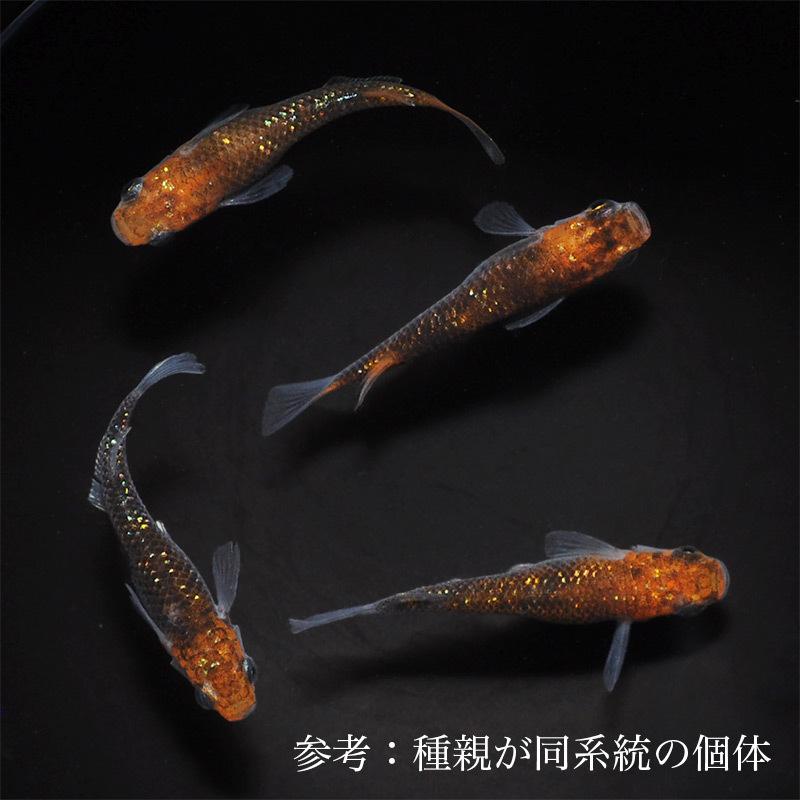 煌メダカ　体外光あり　初売り　上物選別　1ペア＋1 メダカ「煌（体外光無）」1ペア : めだか屋 うなとろふぁ～む - 通販