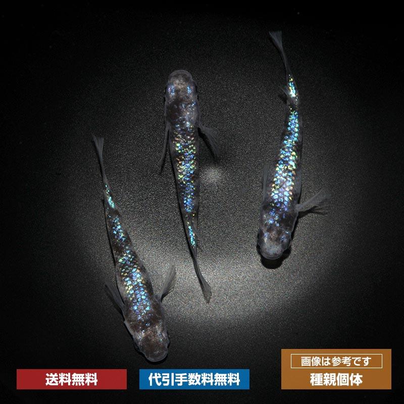 白斑サファイア　1ペア　成体 白斑サファイア 1ペア 成体