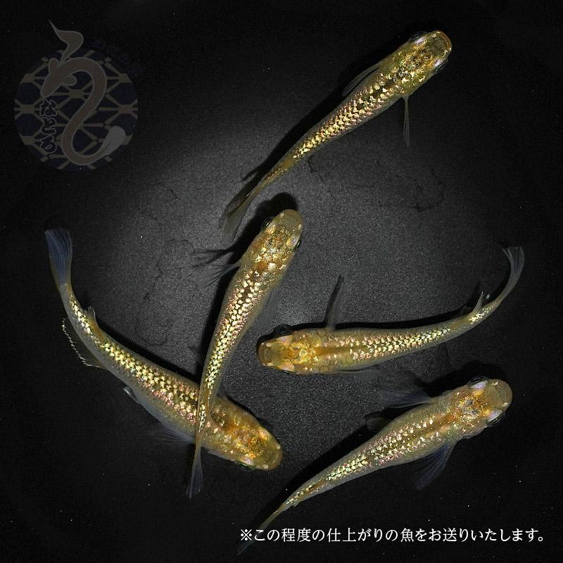 メダカ「シャンパンゴールド」1ペア : めだか屋 うなとろふぁ～む