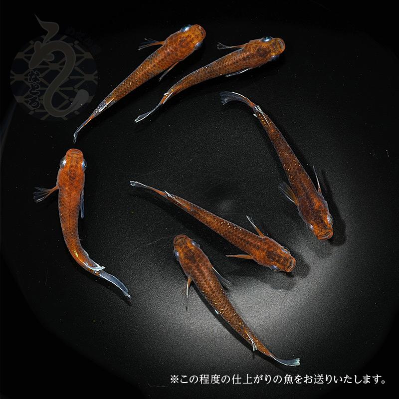 メダカ「朱光菊(Bクラス)」1ペア : めだか屋 うなとろふぁ～む - 通販