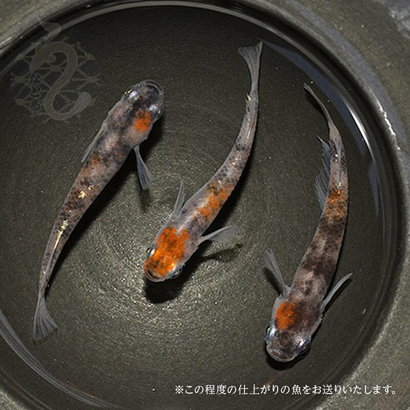 メダカ「朱紅玉(Bクラス)」1ペア : めだか屋 うなとろふぁ～む