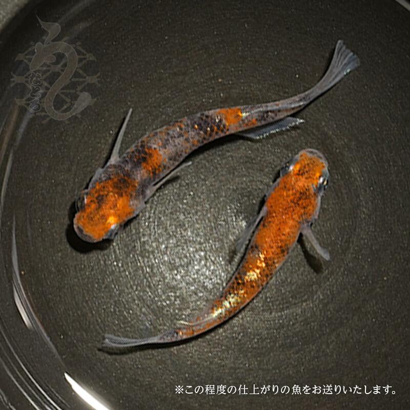 高級メダカ 現物 【朱紅玉 成魚】♂️１♀️２ 現物販売：メダカ「朱紅玉 1ペア＋1 」 | めだか屋「うなとろふぁ～む」