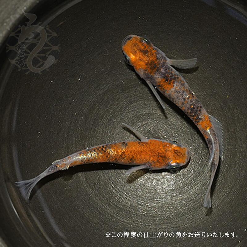 朱紅玉1ペア＋1 メダカ「朱紅玉(Bクラス)」1ペア : めだか屋 うなとろふぁ～む - 通販
