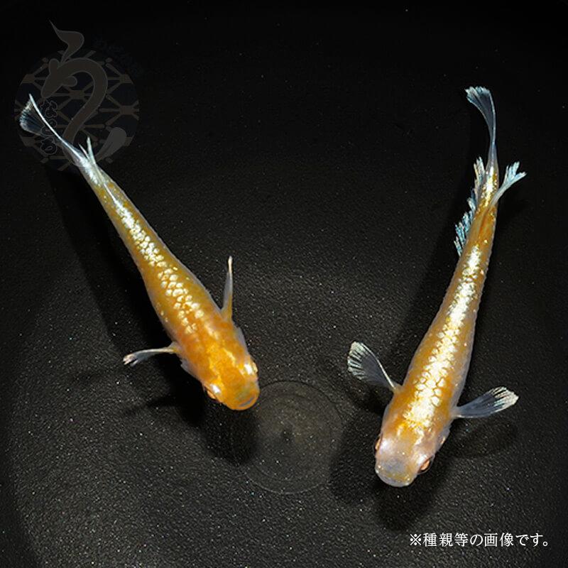 メダカ「アルビノレッドクリフ(ダークタイプ)」1ペア メダカ アルビノレッドクリフ ダークタイプ