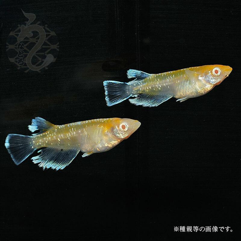 メダカ「アルビノレッドクリフ(ダークタイプ)」1ペア メダカ アルビノレッドクリフ ダークタイプ