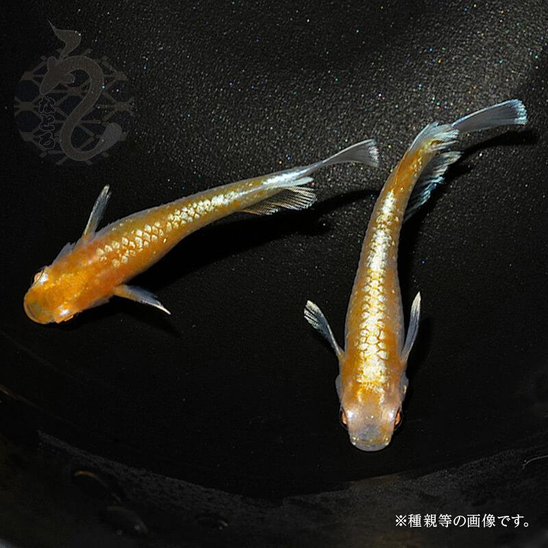 メダカ「アルビノレッドクリフ(ダークタイプ)」1ペア メダカ アルビノレッドクリフ ダークタイプ