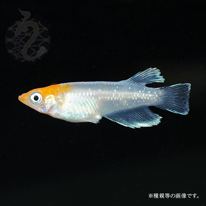 メダカ「レッドクリフ(紅白タイプ)」1ペア : めだか屋 うなとろふぁ