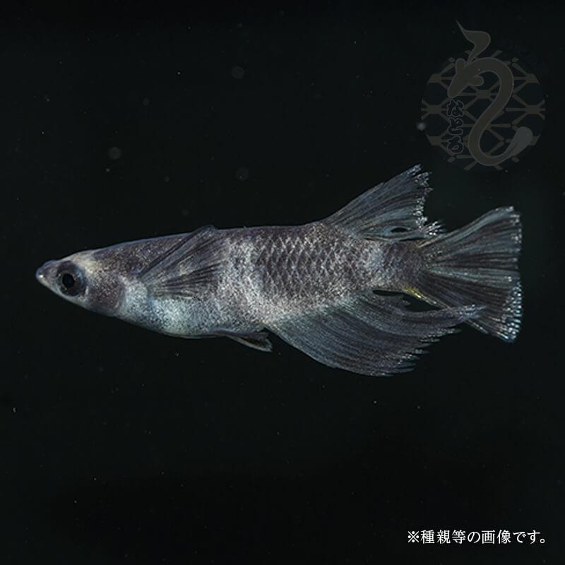 メダカ Sみゆきリアルロングフィン ヘテロペアー