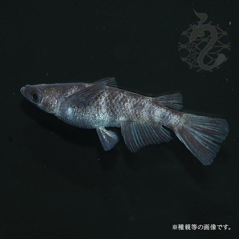 リアルロングフィン 1ペアのみ 8000円 (ちょいブス)